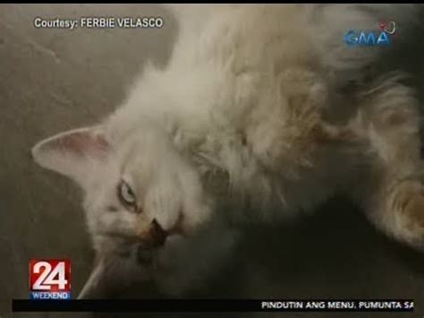 24 Oras: Pusa na tila laging galit, viral sa social media.